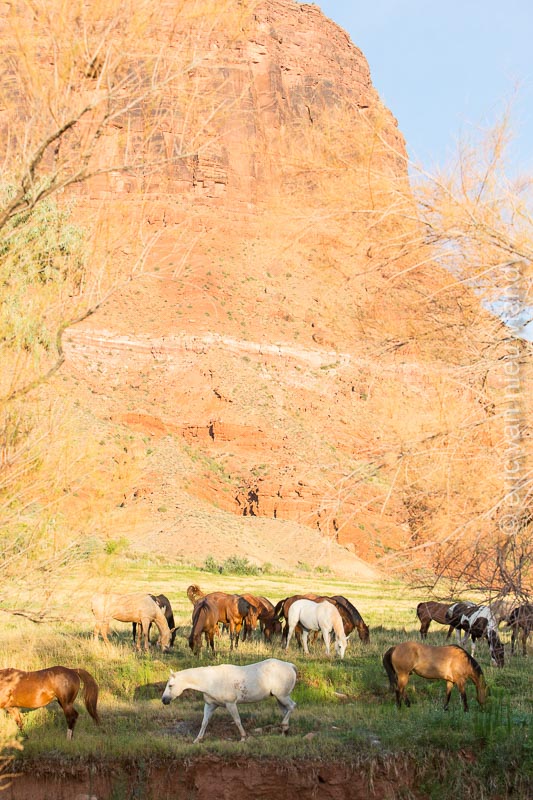 horses at red cliff lodge